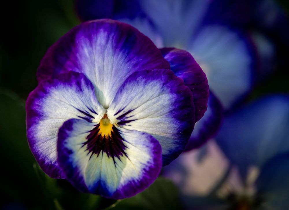 France-Giverny Close-up of purple pansies  art print by Jaynes Gallery for $57.95 CAD
